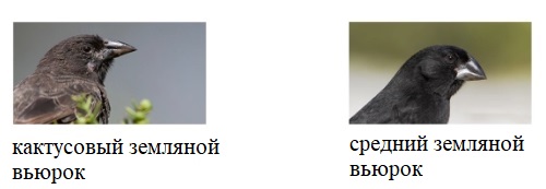 вьюрки.jpg