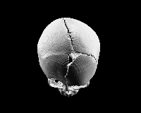 Fig0122(c)(skull)