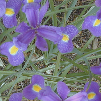 Fig0635(top  left flower)