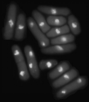 Fig1043(a)(yeast USC)