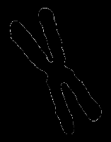 Fig1120(a)(chromosome boundary)