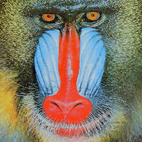 mandril color