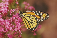 monarch color