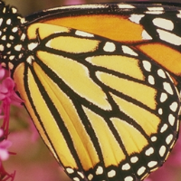 monarch color 256