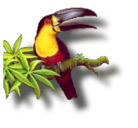 toucan