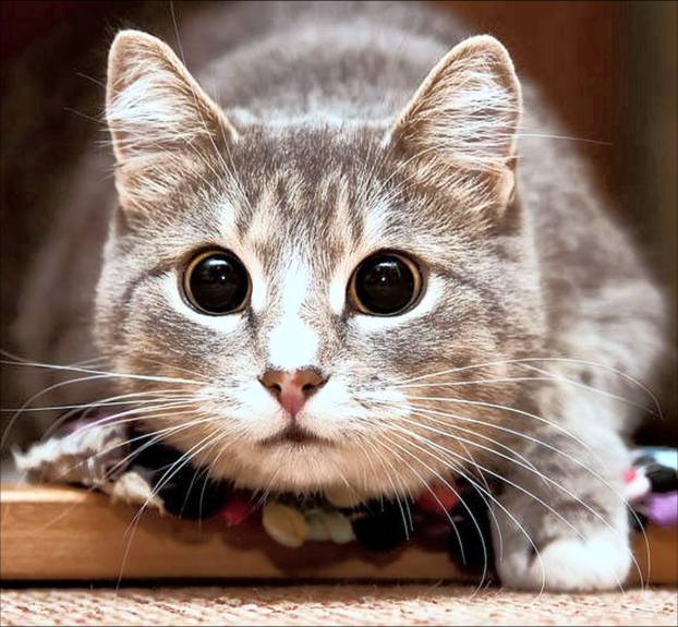 No description has been provided for this image