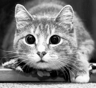 No description has been provided for this image