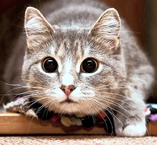 No description has been provided for this image