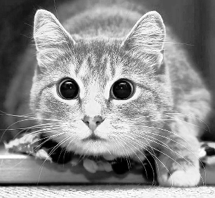 No description has been provided for this image