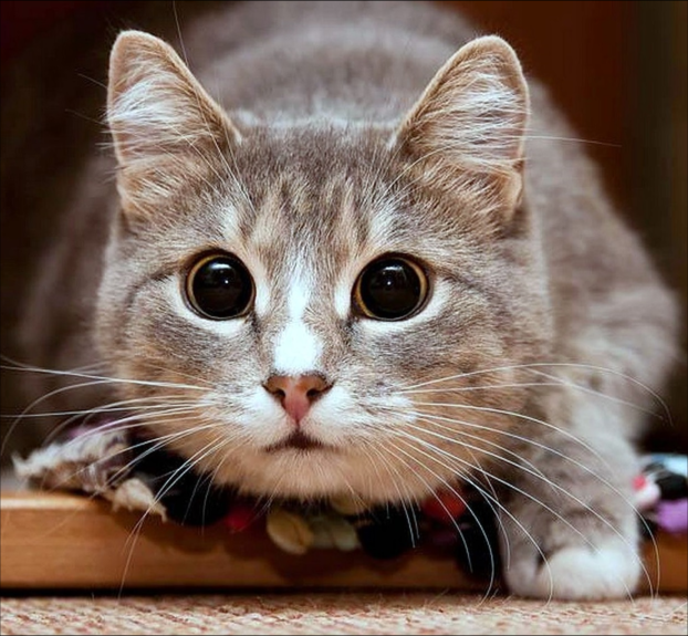 No description has been provided for this image