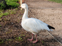 No description has been provided for this image