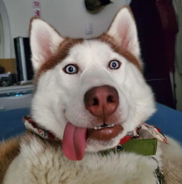 No description has been provided for this image