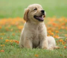 No description has been provided for this image